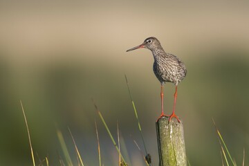 Common redshank (Tringa totanus), stands on a stake, Emsland, Lower Saxony, Germany, Europe