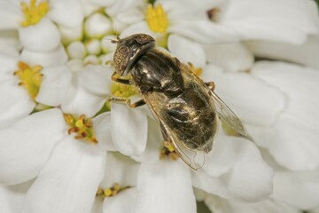 Hoverfly (Eristatinus sepulchralis) on flower, Baden-Württemberg, Germany, Europe