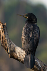 Great Cormorant