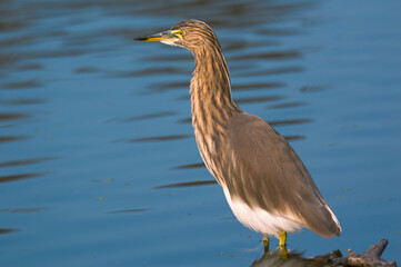 Indian Pond Heron