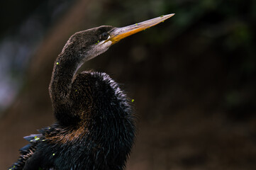 Snakebird
