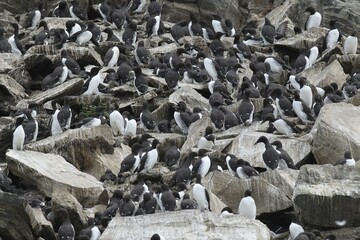 Guillemots (Uria aalge), colony, bird island Hornøya, Varanger, Norway, Europe