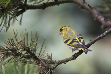 Eurasian siskin (Carduelis spinus), male sits on twig of a pine tree (Pinus), Emsland, Lower Saxony, Germany, Europe