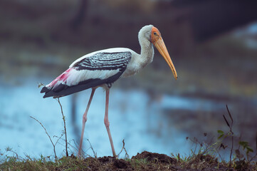 Painted Stork