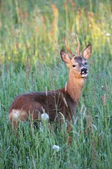 Roe deer (Capreolus capreolus), buck with abnormal antlers, in the evening light, Allgäu, Bavaria, Germany, Europe