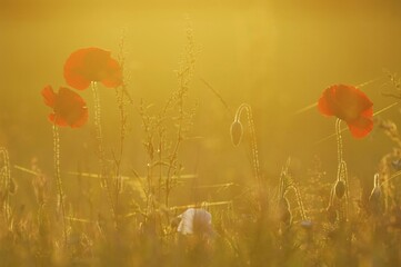 Corn poppy (Papaver rhoeas) in the evening back light