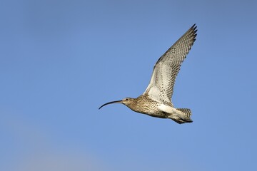 Eurasian curlew (Numenius arquata) flying, Texel, West Frisian Islands, Province of North Holland, The Netherlands, Europe