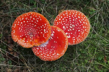 Fly agaric or fly amanita (Amanita muscaria) toadstools on forest floor, Saxony, Germany, Europe