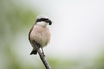 Red-backed shrike (Lanius collurio), male, sits with prey in beak on branch, Emsland, Lower Saxony, Germany, Europe