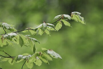 Beech leaves in spring, North Rhine-Westphalia, Germany (Fagus sylvatica)