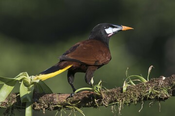 Montezuma Oropendola (Gymnostinops montezuma) perched on a tree branch, Heredia Province, Costa Rica, Central America