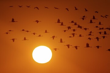 Common cranes (Grus grus), swarm of birds flying at sunrise, Western Pomerania Lagoon Area National Park, Mecklenburg-Western Pomerania, Germany, Europe