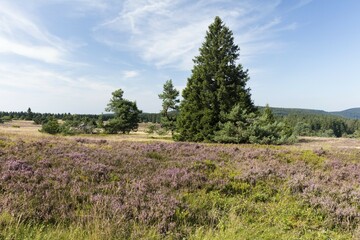 Obraz premium Flowering high heathland, Niedersfelder Hochheide, Nature reserve, Willingen, Sauerland, Rothaargebirge, Hesse, Germany, Europe