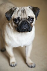 Young male pug