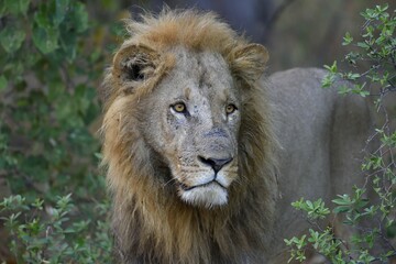 Lion (Panthera leo), male in bushes, animal portrait, Khwai region, North-West District, Okavango...