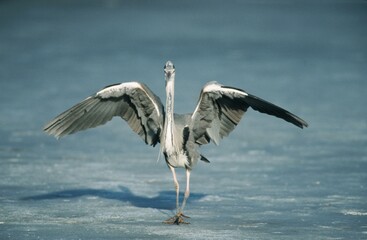 Grey Heron on ice, North Rhine-Westphalia, Germany (Ardea cinerea)