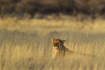 Lion (Panthera leo), resting female, lioness in the early morning in high grass, Etosha National Park, Namibia, Africa