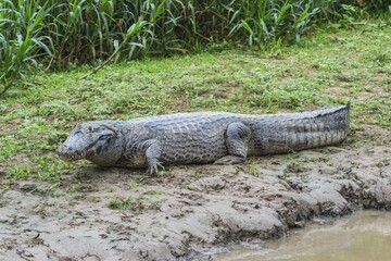 Yacare Caiman (Caiman yacare) resting on a riverbank, Cuiaba river, Pantanal, Brazil, South America
