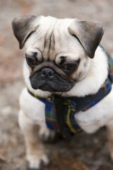 Portrait of a young pug
