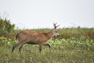 Marsh deer (Blastocerus dichotomus) in the marsh area of Esteros del Iberá, Province of Corrientes, Argentina, South America