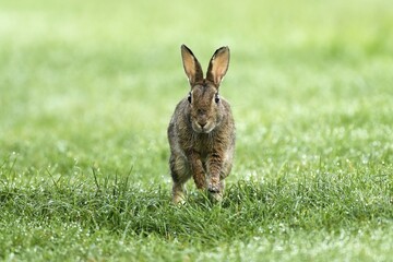 European rabbit (Oryctolagus cuniculus) runs in wet meadow, Lower Rhine, North Rhine-Westphalia, Germany, Europe