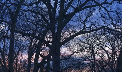 Bare Oaks (Quercus), Silhouettes at dusk, Lower Saxony, Germany, Europe