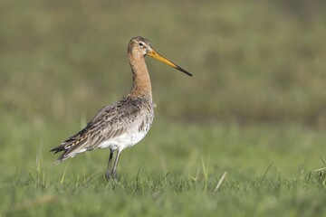 Black-tailed godwit (Limosa limosa), standing in wet meadow, Texel, West Frisian Islands, Province of North Holland, Netherlands