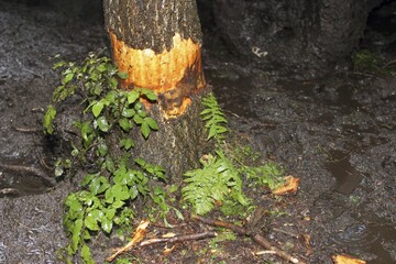 Damaged tree at a rallye