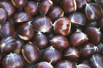 Chestnut Castanea sativa