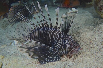 Common lionfish (Pterois miles), Dive site House Reef Mangrove Bay, El Quesir, Egypt, Red Sea, Africa