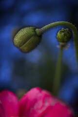 Closed poppy (Papaver), Zurich, Switzerland, Europe