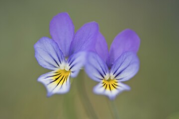 Fototapeta premium Heartsease or Wild Pansy (Viola tricolor), Emsland region, Lower Saxony, Germany, Europe