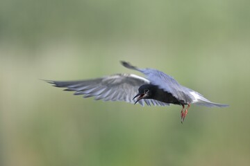 Black tern (Chlidonias niger), flight study, at the beginning of moulting from breeding plumage to winter plumage, Nature Park Peental, Mecklenburg-Western Pomerania, Germany, Europe