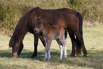 Icelandic horses (Equus ferus caballus), mare with colt foal, animal child, Schleswig-Holstein,...
