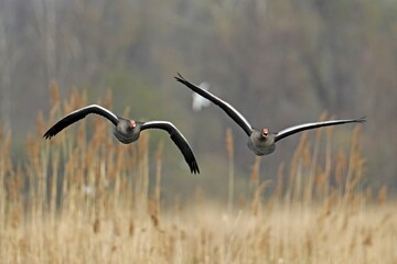 Greylag geese (Anser anser) flying, Germany, Europe