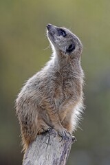 Meerkat (Suricata suricatta) vigilant, captive, Germany, Europe