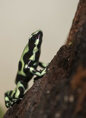 Green and black poison dart frog (Dendrobates auratus), captive