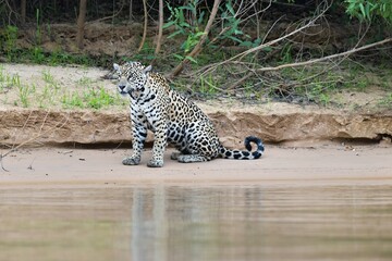 Jaguar (Panthera onca) sitting on a riverbank, Cuiaba river, Pantanal, Mato Grosso, Brazil, South America