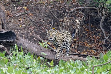 Jaguar (Panthera onca) on the shore, Cuiaba river, Pantanal, Mato Grosso, Brazil, South America