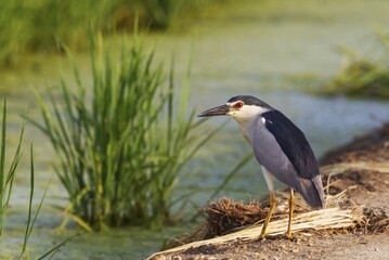 Black-crowned Night Heron (Nycticorax nycticorax), at a low bank of earth at the edge of a rice...