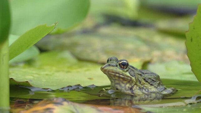 Clicking stream frog (Strongylopus grayii) and blue water lily (Nymphaea nouchali) at Harold Porter Botanical Garden. Betty's (Bettys) Bay. Whale Coast. Overberg. Western Cape, South Africa.