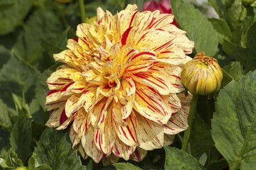 Connell's Gloriosa dahlia (Dahlia × hybrida), North Rhine-Westphalia, Germany, Europe