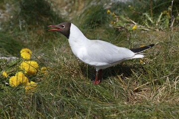 Calling black-headed gull (Larus ridibundus) in breeding plummage, North Frisia, Schleswig-Holstein...