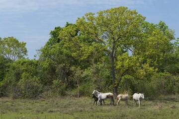 Pantanal horses with foal, Pantanal, Mato Grosso, Brazil, South America
