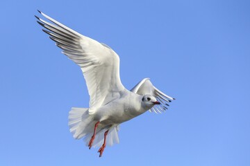 Black-headed gull (Chroicocephalus ridibundus) in flight, blue sky, Kemnade, North Rhine-Westphalia, Germany, Europe