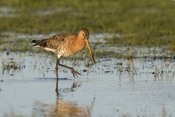 Black-tailed Godwit (Limosa limosa) wading in water, searching for food, Texel, province of North Holland, The Netherlands, Europe