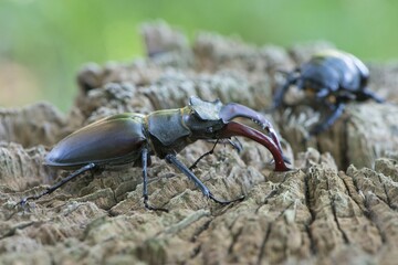 Stag beetles (Lucanus cervus), pair on dead wood, Emsland, Lower Saxony, Germany, Europe