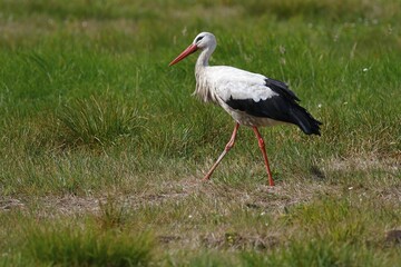 White stork (Ciconia ciconia) Old bird walks over meadow, island Usedom, Mecklenburg-Western Pomerania, Germany, Europe