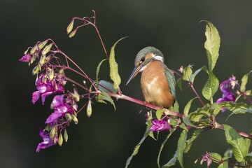 Common kingfisher (Alcedo atthis), female, sits on branch of Springkraut (Impatiens glandulifera), Hesse, Germany, Europe