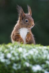 Eurasian red squirrel (Sciurus vulgaris), Emsland, Lower Saxony, Germany, Europe